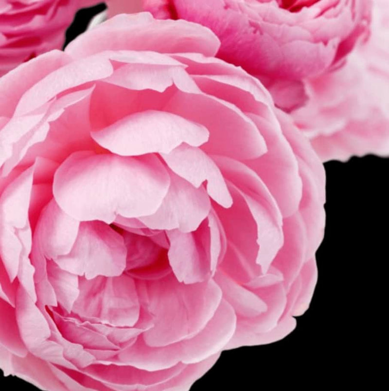 Yodeyma Cheante 50ml Womens Perfume - Inspired By Coco Chanel (Chanel)